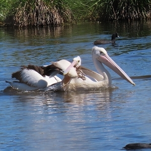 Pelecanus conspicillatus at Fyshwick, ACT - 21 Oct 2024