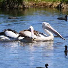 Pelecanus conspicillatus at Fyshwick, ACT - 21 Oct 2024