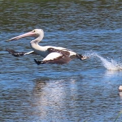 Pelecanus conspicillatus at Fyshwick, ACT - 21 Oct 2024