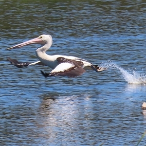 Pelecanus conspicillatus at Fyshwick, ACT - 21 Oct 2024