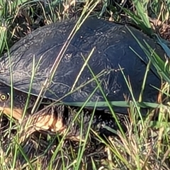 Unidentified Turtle at Marlo Merrican, NSW - 6 Oct 2024 by Rogerbrindle1