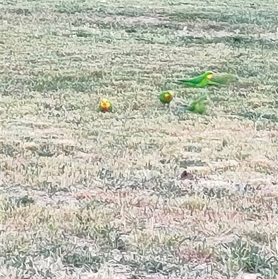 Polytelis swainsonii (Superb Parrot) at Mawson, ACT - 22 Oct 2024 by KateU