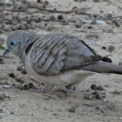 Geopelia placida (Peaceful Dove) at Kalbarri, WA - 12 Sep 2024 by Paul4K