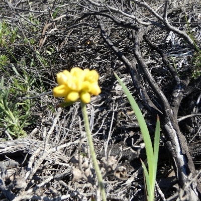 Unidentified Other Wildflower or Herb at Kalbarri National Park, WA - 12 Sep 2024 by Paul4K