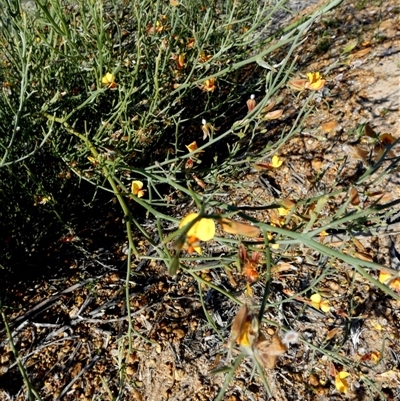 Jacksonia cupulifera at Kalbarri National Park, WA - 12 Sep 2024 by Paul4K