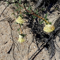 Unidentified Other Wildflower or Herb at Kalbarri National Park, WA - 12 Sep 2024 by Paul4K