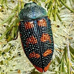 Stigmodera roei (Roe’s jewel beetle) at Red Gully, WA - 20 Oct 2024 by MarkH