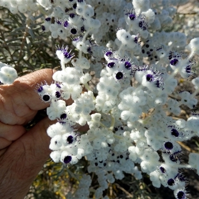 Lachnostachys eribotrya at Kalbarri National Park, WA - 12 Sep 2024 by Paul4K