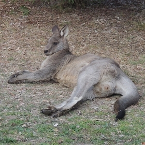 Macropus giganteus at Conder, ACT - 24 May 2024 04:50 PM