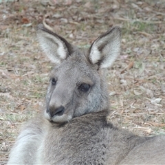 Macropus giganteus at Conder, ACT - 24 May 2024 04:50 PM