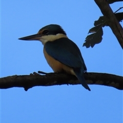 Todiramphus sanctus (Sacred Kingfisher) at Kangaroo Valley, NSW - 21 Oct 2024 by lbradley