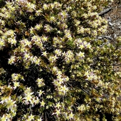 Calytrix depressa at Kalbarri National Park, WA - 12 Sep 2024 by Paul4K