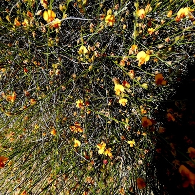 Jacksonia cupulifera at Kalbarri National Park, WA - 12 Sep 2024 by Paul4K