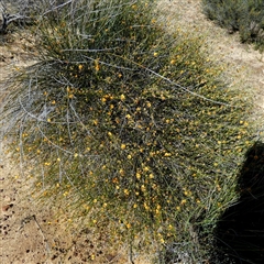 Jacksonia cupulifera at Kalbarri National Park, WA - 12 Sep 2024 11:29 AM