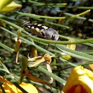 Astraeus flavopictus at Kalbarri National Park, WA - 12 Sep 2024 11:43 AM