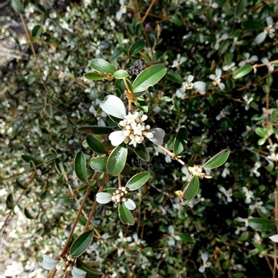 Stenanthemum pomaderroides at Kalbarri National Park, WA - 12 Sep 2024 by Paul4K