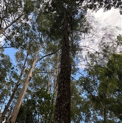 Casuarina/Allocasuarina sp. at Lorne, NSW - 22 Oct 2024 by Butlinz