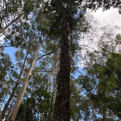 Casuarina/Allocasuarina sp. at Lorne, NSW - 22 Oct 2024 by Butlinz