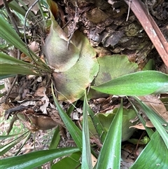 Platycerium hillii at Lorne, NSW - 22 Oct 2024 by Butlinz