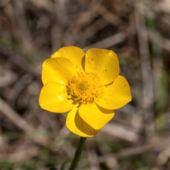 Ranunculus sp. (Buttercup) at Primrose Valley, NSW - 21 Oct 2024 by Cmperman