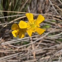 Ranunculus sp. (Buttercup) at Primrose Valley, NSW - 21 Oct 2024 by Cmperman