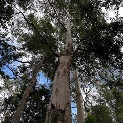 Eucalyptus bridgesiana at Lorne, NSW - 21 Oct 2024 by Butlinz