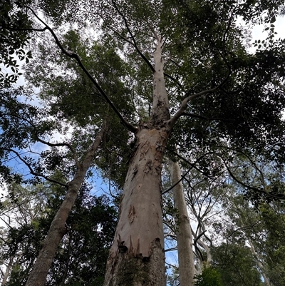 Eucalyptus bridgesiana at Lorne, NSW - 21 Oct 2024 by Butlinz