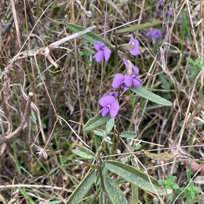 Hovea heterophylla (Common Hovea) at Dalton, NSW - 27 Aug 2023 by JaneR