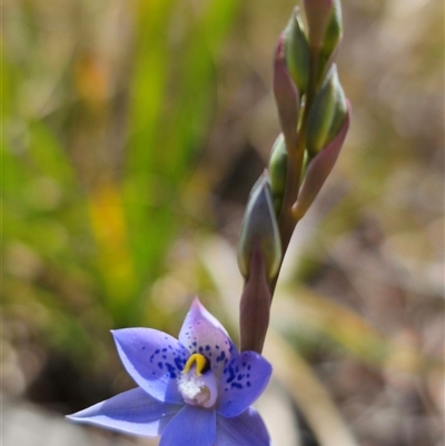 Thelymitra simulata (Graceful Sun-orchid) at Captains Flat, NSW - 22 Oct 2024 by Csteele4