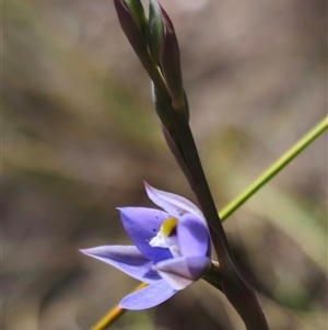 Thelymitra simulata at Captains Flat, NSW - 22 Oct 2024