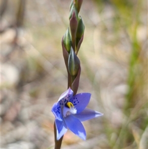 Thelymitra simulata at Captains Flat, NSW - 22 Oct 2024