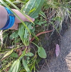 Plantago major (Greater Plantain) at Florey, ACT - 22 Oct 2024 by rbannister