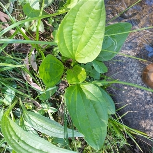 Plantago major at Florey, ACT - 22 Oct 2024 10:20 AM