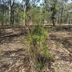 Clematis leptophylla at Bruce, ACT - 19 Oct 2024 01:37 PM