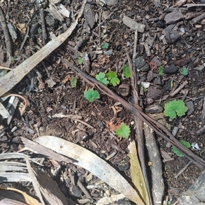 Hydrocotyle laxiflora at Bruce, ACT - 19 Oct 2024