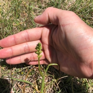 Microtis sp. at Bonner, ACT - 22 Oct 2024