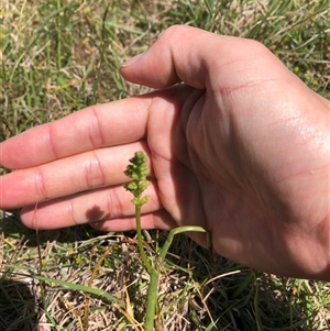 Microtis sp. at Bonner, ACT - suppressed