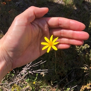 Microseris walteri at Bonner, ACT - 22 Oct 2024