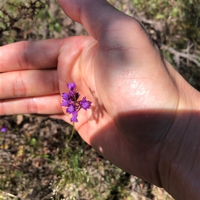 Linaria pelisseriana (Pelisser's Toadflax) at Bonner, ACT - 22 Oct 2024 by TimYiu