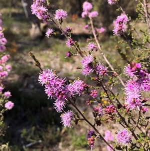 Kunzea parvifolia at Bonner, ACT - 22 Oct 2024