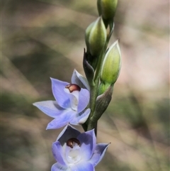 Thelymitra sp. (pauciflora complex) (Sun Orchid) at Captains Flat, NSW - 22 Oct 2024 by Csteele4