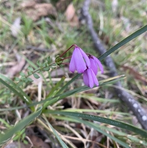 Tetratheca bauerifolia at Brindabella, NSW - 12 Oct 2024