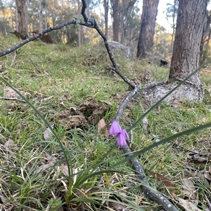 Tetratheca bauerifolia at Brindabella, NSW - 12 Oct 2024