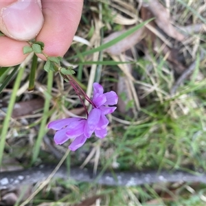 Tetratheca bauerifolia at Brindabella, NSW - 12 Oct 2024