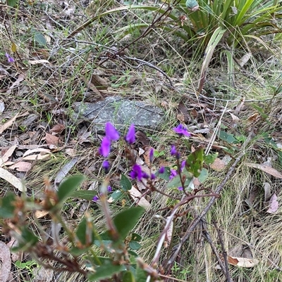 Hardenbergia violacea (False Sarsaparilla) at Brindabella, NSW - 11 Oct 2024 by Mulch