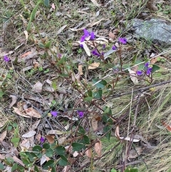 Hardenbergia violacea at Brindabella, NSW - 12 Oct 2024