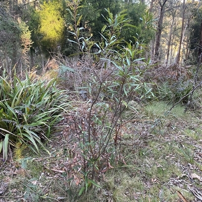 Lomatia myricoides (River Lomatia) at Brindabella, NSW - 11 Oct 2024 by Mulch