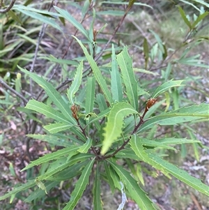 Lomatia myricoides at Brindabella, NSW - suppressed