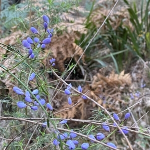 Comesperma volubile at Brindabella, NSW - 12 Oct 2024