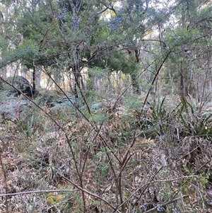 Comesperma volubile at Brindabella, NSW - 12 Oct 2024